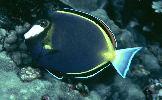  Acanthurus japonicus (Powder Brown Tang/Gold Rimmed Tang)